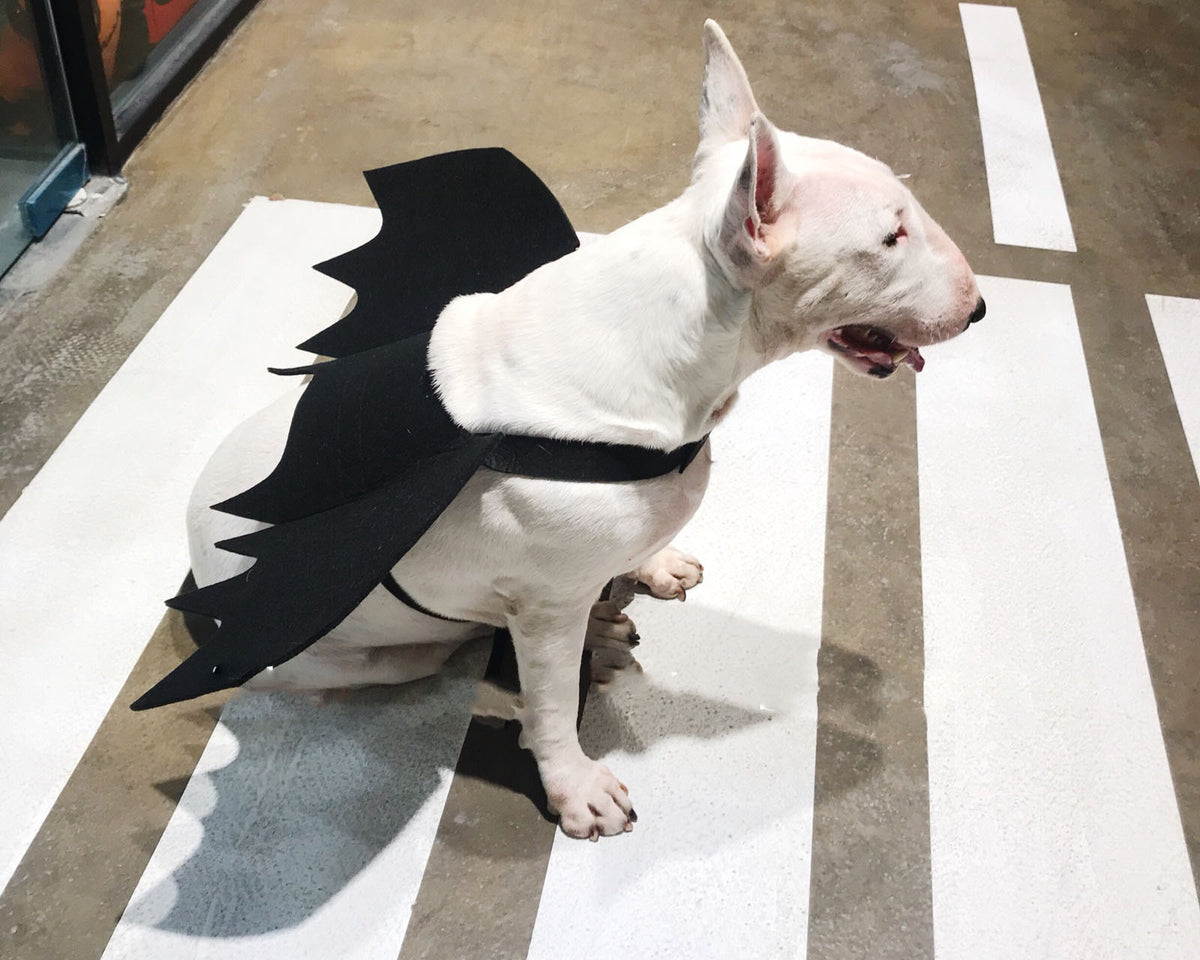 Pet Bat Wings Transformed Into Dog Accessories