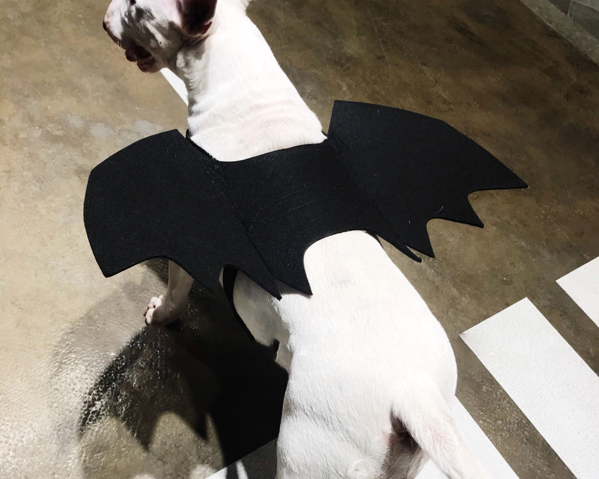 Pet Bat Wings Transformed Into Dog Accessories