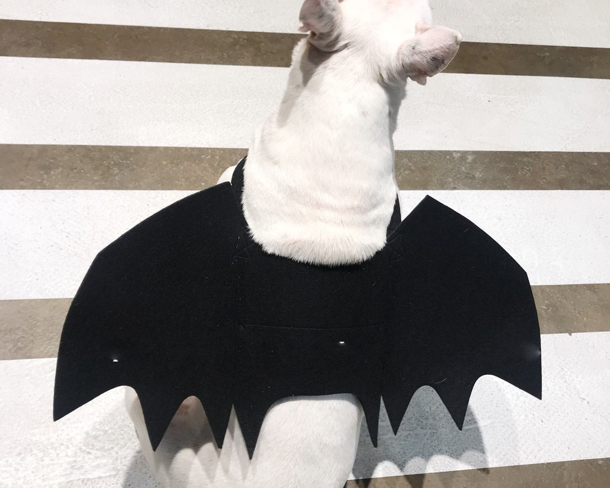 Pet Bat Wings Transformed Into Dog Accessories