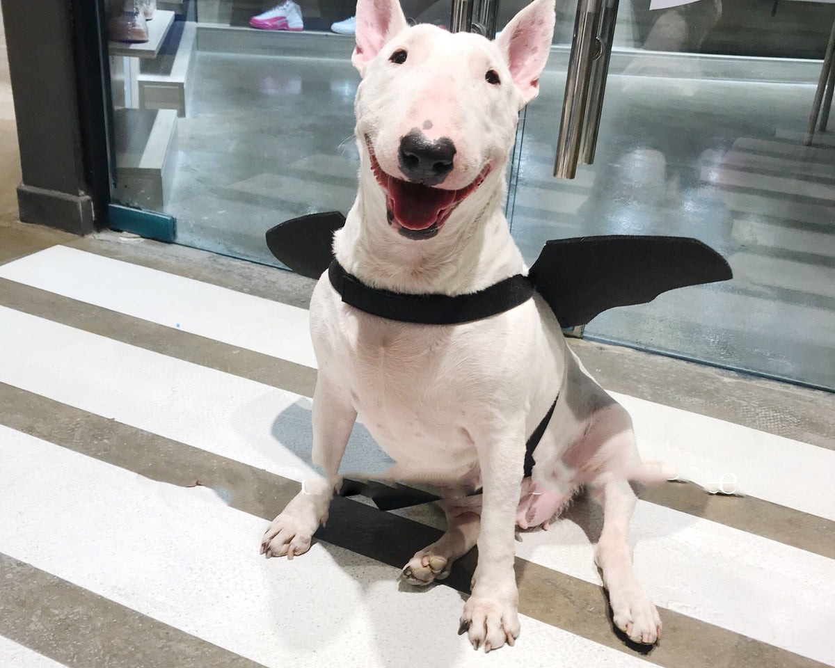 Pet Bat Wings Transformed Into Dog Accessories